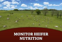Monitor Heifer Nutrition when Transitioning from Dry Lot to Pasture