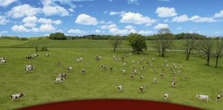 Monitor Heifer Nutrition when Transitioning from Dry Lot to Pasture