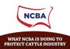 What NCBA is doing to Protect the Cattle Industry from New World Screwworm