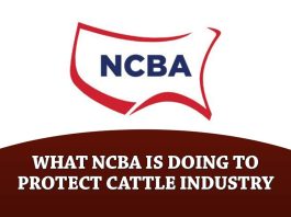 What NCBA is doing to Protect the Cattle Industry from New World Screwworm