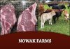 Nowak Farms