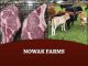 Nowak Farms