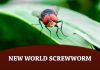New World Screwworm
