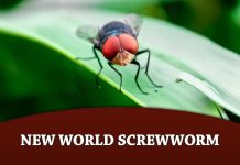 New World Screwworm