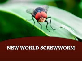 New World Screwworm