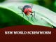 New World Screwworm