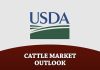 Cattle Market Outlook