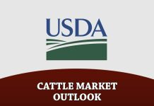 Cattle Market Outlook