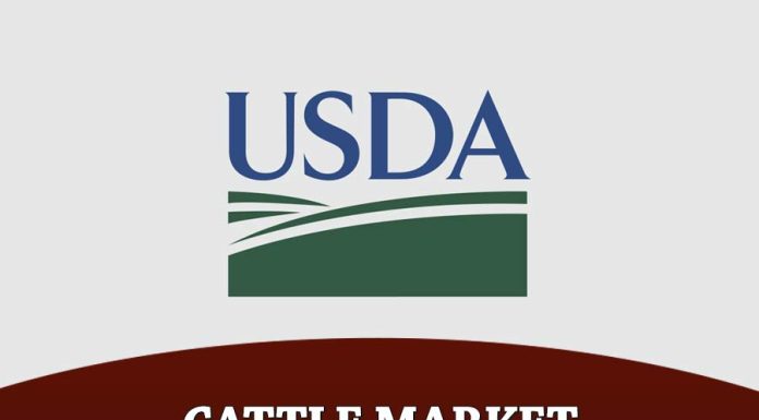 Cattle Market Outlook