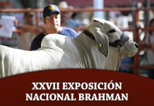 XXVII Exposición Nacional Brahman