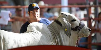 XXVII Exposición Nacional Brahman