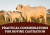 Practical Considerations for Bovine Castration