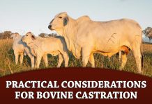 Practical Considerations for Bovine Castration