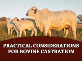 Practical Considerations for Bovine Castration