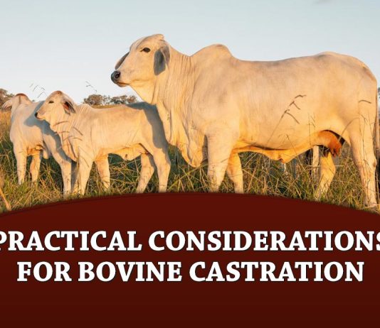 Practical Considerations for Bovine Castration