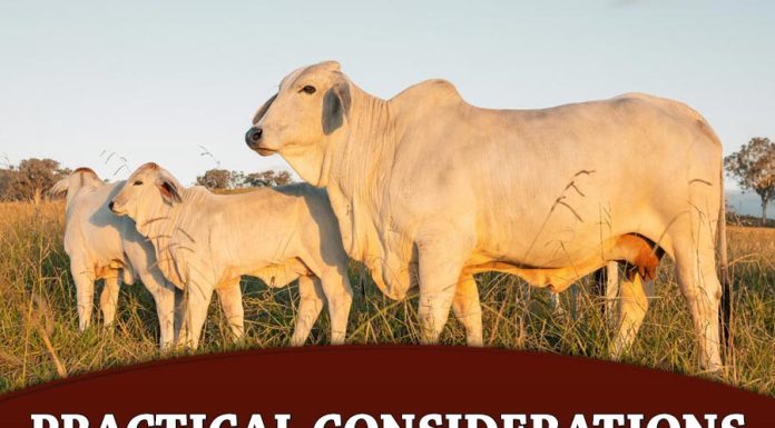 Practical Considerations for Bovine Castration