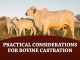 Practical Considerations for Bovine Castration