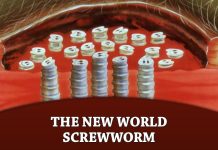 The New World Screwworm