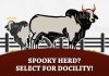 Spooky Herd? Select for Docility!