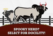 Spooky Herd? Select for Docility!