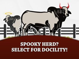 Spooky Herd? Select for Docility!