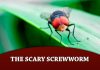 The Scary Screwworm