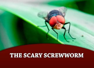 The Scary Screwworm