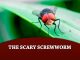 The Scary Screwworm