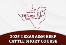 2025 Texas A&M Beef Cattle Short Course