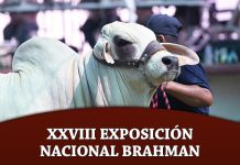 XXVIII Exposición Nacional Brahman