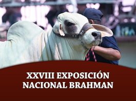 XXVIII Exposición Nacional Brahman