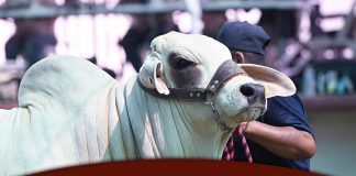 XXVIII Exposición Nacional Brahman