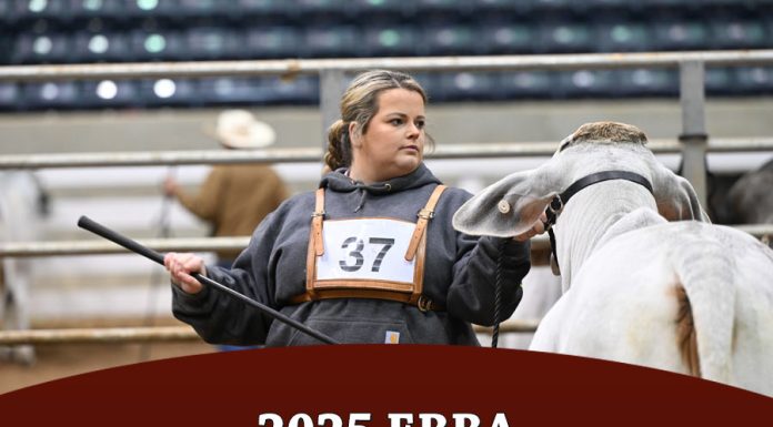 2025 EBBA Christmas Show