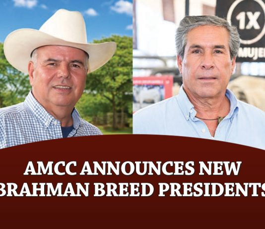 AMCC Announces New Brahman Breed Presidents