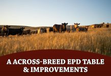 2026 A Across-Breed EPD Table & Improvements
