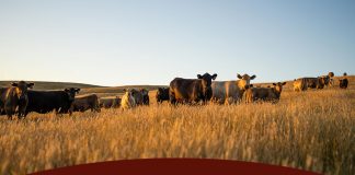 2026 A Across-Breed EPD Table & Improvements