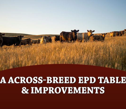 2026 A Across-Breed EPD Table & Improvements
