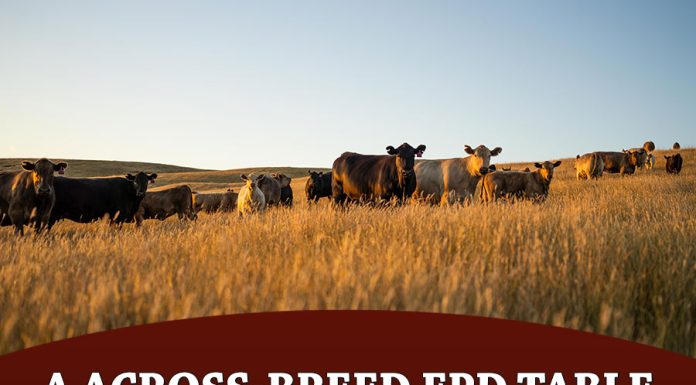2026 A Across-Breed EPD Table & Improvements