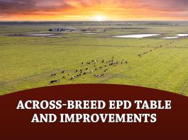 Across-Breed EPD Table and Improvements