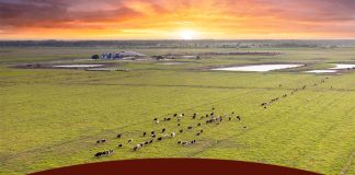 Across-Breed EPD Table and Improvements