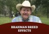 Brahman Breed Effects