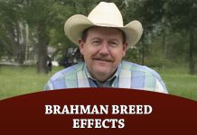 Brahman Breed Effects