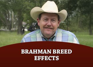 Brahman Breed Effects