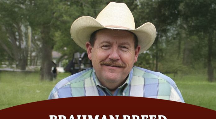 Brahman Breed Effects