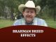 Brahman Breed Effects