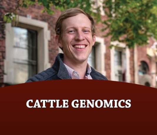 Cattle Genomics: Genomic Terminal Crossbreeding As A Solution To Economic Antagonisms In The Beef Industry