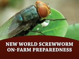 New World Screwworm on-farm preparedness