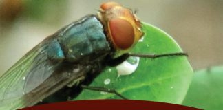 New World Screwworm on-farm preparedness