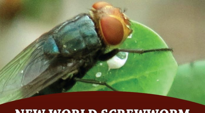 New World Screwworm on-farm preparedness