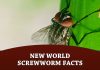New World Screwworm Facts